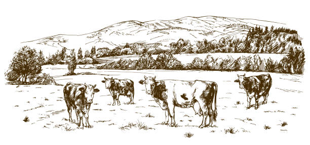Cows grazing on meadow. Hand drawn illustration. Cows grazing on meadow. Hand drawn illustration. cow drawings stock illustrations
