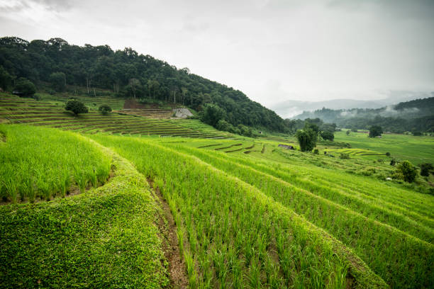 istock Wonderful rice terraces in Thailand 1069651294