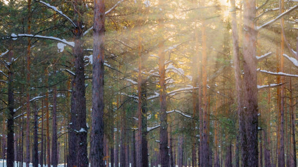 istock Snowy Winter Forest With Sunbeams Through The Pine Trees 1069651386