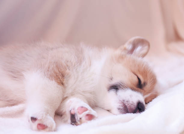 istock little puppy sweetly sleeping in a white bed under a blanket stretching legs 1069653324