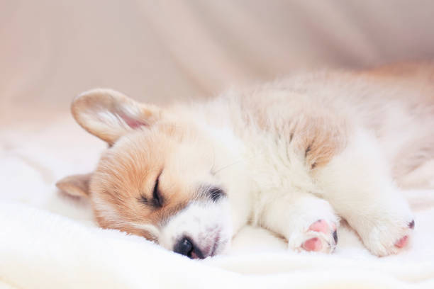 istock little puppy sweetly sleeping in a white bed under a blanket stretching legs 1069653362