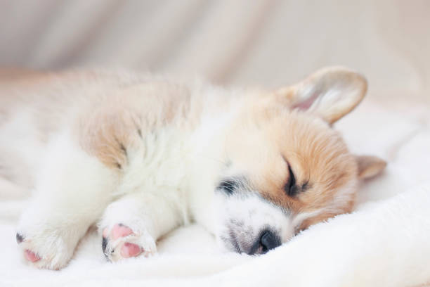 istock little puppy sweetly sleeping in a white bed under a blanket stretching legs 1069653444