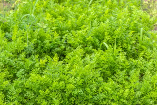 Photo of Green carrot leaves background, crop in the garden, organic farming concept