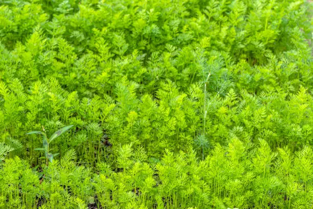 Photo of Green leaves of carrot, crop on the field, background