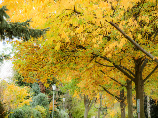istock Autumn in the city 1069655930