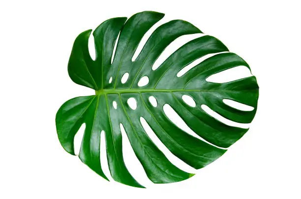 Photo of Monstera leaves leaves with Isolate on white background Leaves on white