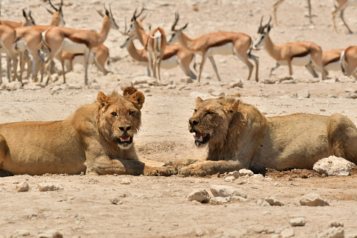 Lions share a waterhole in Southern Africa
