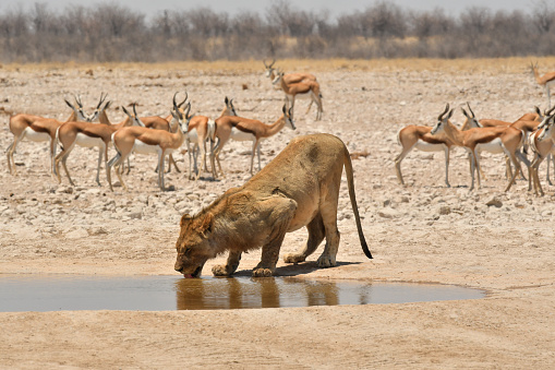 a Lion drinks from a waterhole in Southern Africa