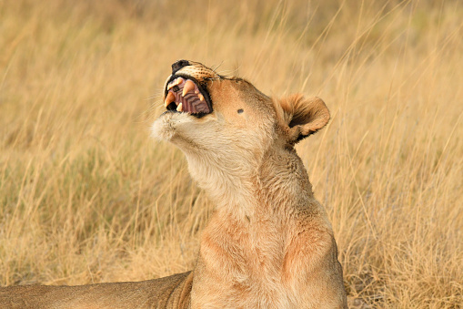 a Lioness yawns in Southern Africa