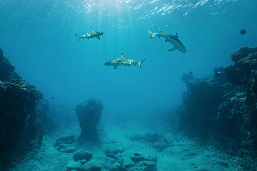 Three blacktip reef sharks underwater swimming between the ocean floor and the water surface on the outer reef of Huahine island, Pacific ocean, French Polynesia