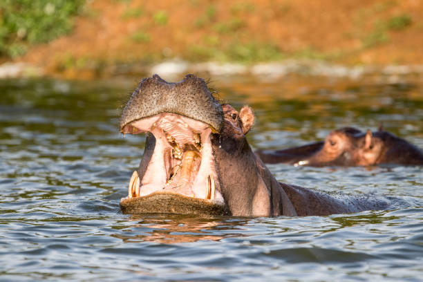 istock African Hippopotamus 1069664870