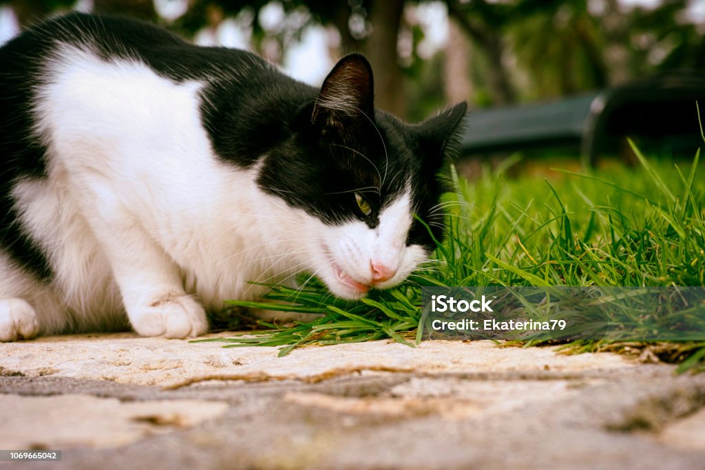 Kucing Hitam Dan Putih Memakan Rumput Di Luar Ruangan Foto Stok - Unduh