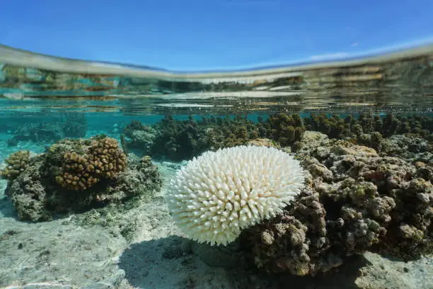 Photo of Bleached Acropora coral El Nino Pacific ocean