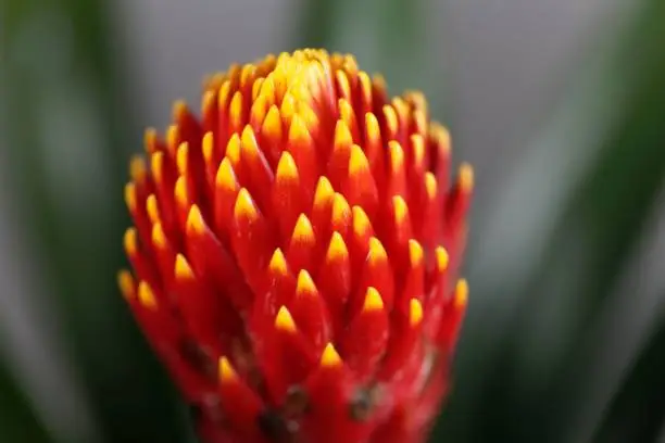 Detail of a Guzmania flower (Guzmania hybrid tala)