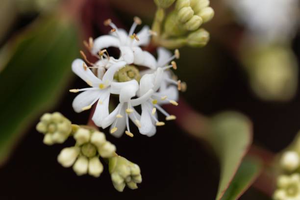 istock Flowers of a Seven Son Bush (Heptacodium miconioides) 1069668010