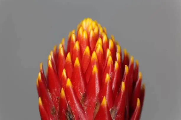Detail of a Guzmania flower (Guzmania hybrid tala)
