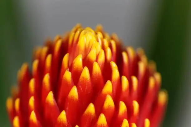 Detail of a Guzmania flower (Guzmania hybrid tala)
