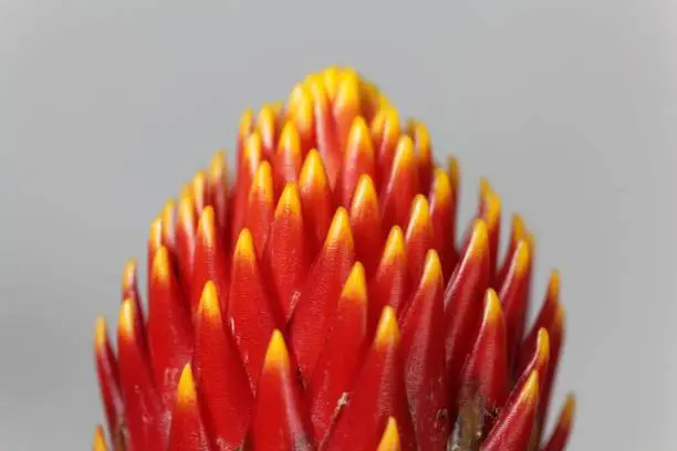 Detail of a Guzmania flower (Guzmania hybrid tala)