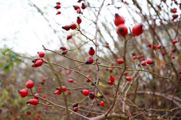 Close up view of red rose hip. Wallpaper for nature. Water drops dripping from rose hips tree. Cover photo background. Natural pattern. Copy space for text. Rosehips are fruits from rose plant.