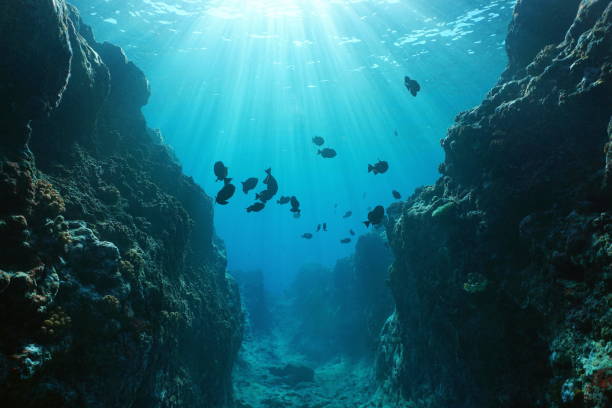 Canyon underwater with sunlight Pacific ocean Small canyon underwater carved by the swell into the fore reef with sunlight through water surface, Huahine island, Pacific ocean, French Polynesia trench stock pictures, royalty-free photos & images