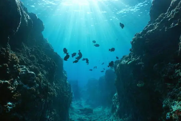 Photo of Canyon underwater with sunlight Pacific ocean