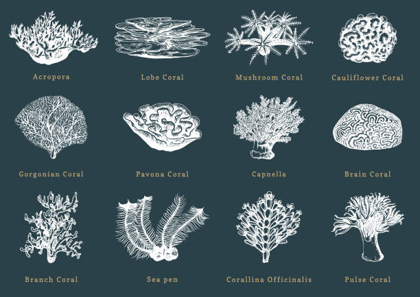 サンゴのベクター イラストです。黒の背景に描かれた海ポリープのコレクションです。 - soft coral illustrations点のイラスト素材／クリップアート素材／マンガ素材／アイコン素材