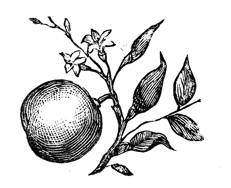 Antique engraving illustration: Orange