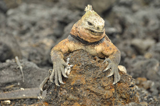 istock Marine Iguana on the Galapagos Islands, Ecuador 1069673762