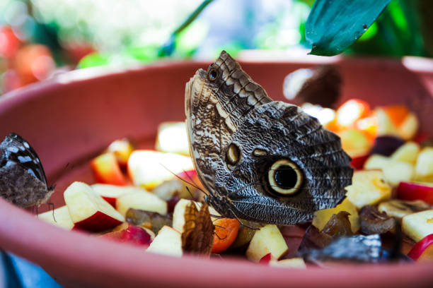 A pretty butterfly perched on green leaf in the garden
