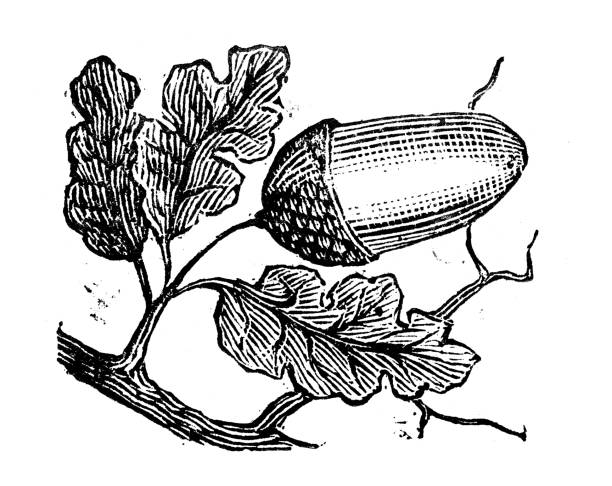 illustrazioni stock, clip art, cartoni animati e icone di tendenza di illustrazione di incisione antica: ghianda - acorn oak oak tree leaf