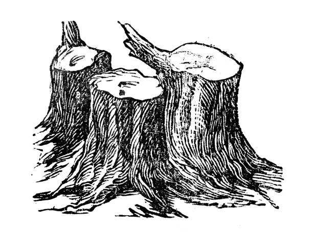 Antique engraving illustration: Tree stump