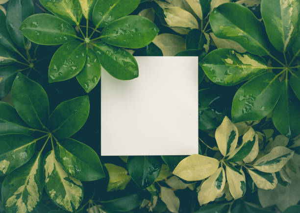 istock Beautiful leaves with white copy space background in garden.nature concepts design.For presentation or key visual 1069677078