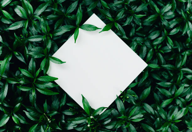 istock Beautiful leaves with white copy space background in garden.nature concepts design.For presentation or key visual 1069678272