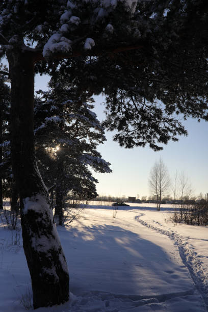 istock pine forest after a heavy snow storm on sunny winter day 1069678440