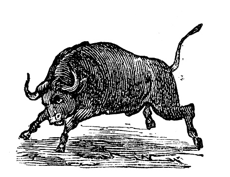 Antique engraving illustration: Bull