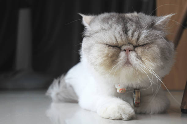 un gato exótico - gato de pelo corto fotografías e imágenes de stock