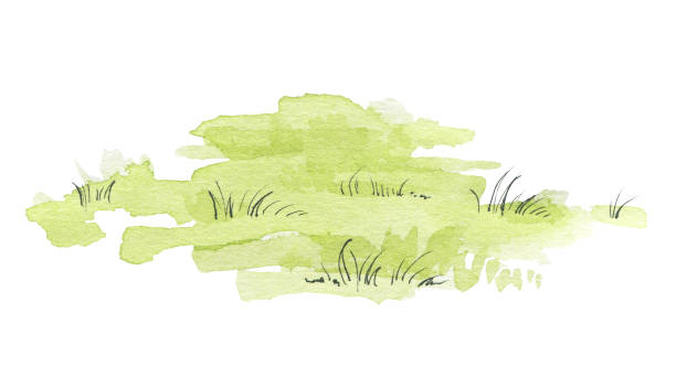 Watercolor green meadow Green lawn isolated on white background. Watercolor hand painted illustration Glade stock illustrations