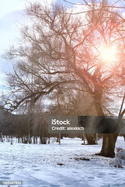 Spring Thaw Sun Rises Thaw Spring Lanscape Tree Stock Photo - Download Image Now - Accidents ...