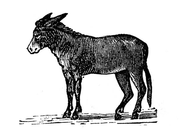Antique engraving illustration: Donkey
