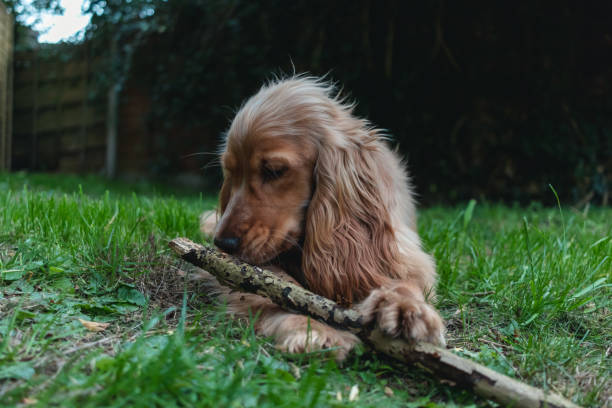 istock Young Golden Cocker Spaniel dog playing with stick in garden 1069688396
