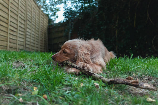 istock Young Golden Cocker Spaniel dog playing with stick in garden 1069688518