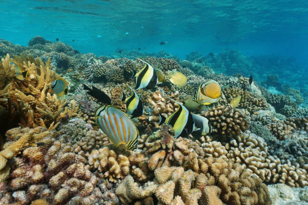 istock Colorful coral reef fish underwater sea 1069691128