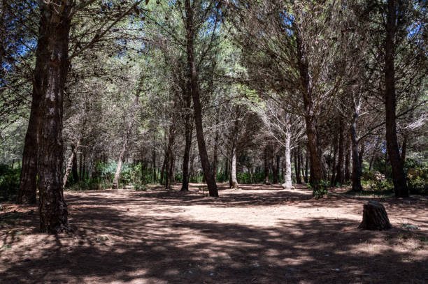 bosque de pino marítimo cerca de torre orso melendugno en salento italia - parasol pine fotografías e imágenes de stock