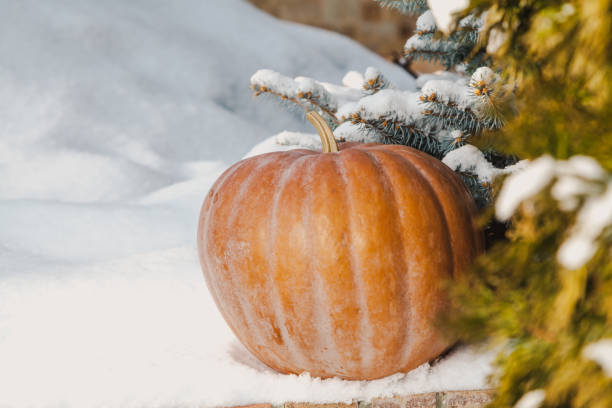 Vegetables in the snow. A round ripe orange pumpkin lies on a white snow cover. In the background a blue spruce