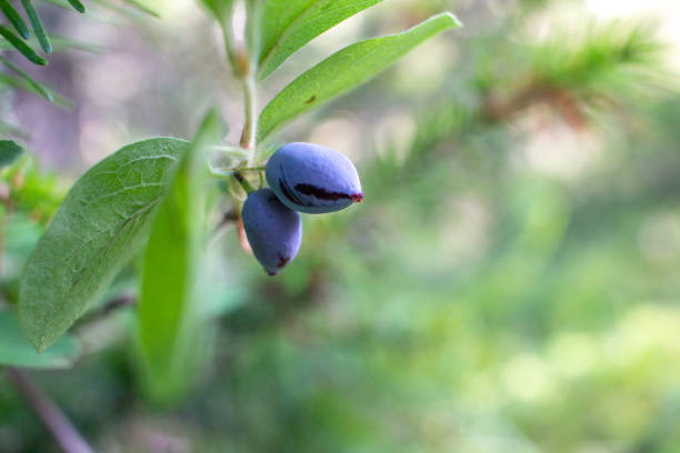 Blue honeysuckle. Lonicera caerulea var. edulis. Known also as Honeyberry, Blue-berry honeysuckle. Another scientific name is Lonicera edulis. Macro.