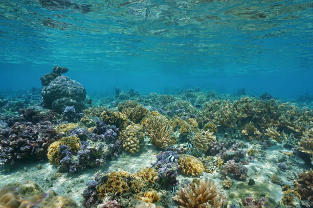 istock Corals in shallow water Huahine French Polynesia 1069697252