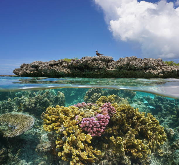 Corals underwater and reef islet with a seabird Above and below water surface in the lagoon with corals underwater and split by waterline a reef islet with a brown noddy, Pacific ocean, French Polynesia brown noddy stock pictures, royalty-free photos & images