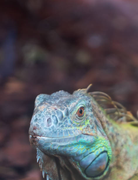 istock Portrait view of Common green iguana. 1069704750