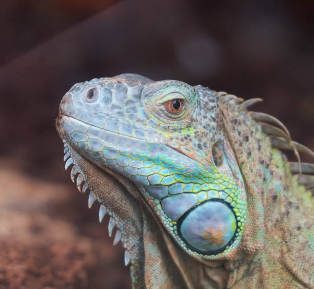 istock Portrait view of Common green iguana. 1069704798