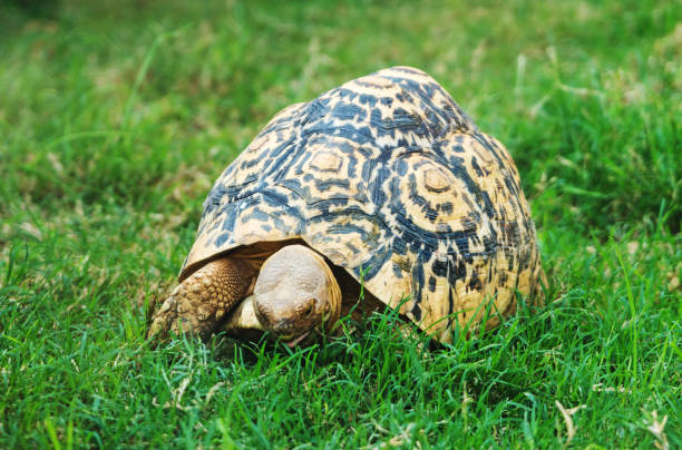 istock Radiated tortoise on the grass in the national park. 1069705234
